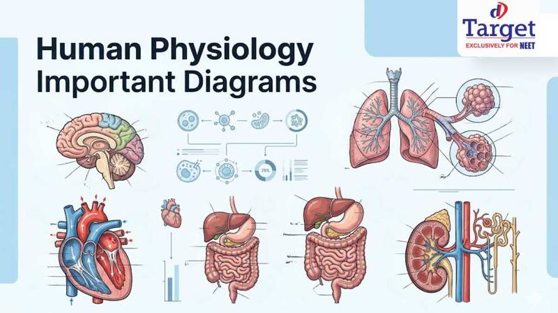 Human Physiology Important Diagrams - DD Target